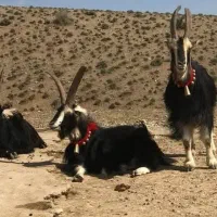 بز کولار ابستن