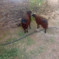 دوعدد بره یکی نریکی ماده به فروش میرسد