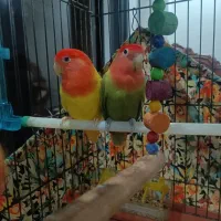 طوطی کوتوله اوپال|پرنده|بندرعباس, |دیوار