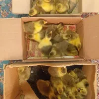 جوجه غاز|حیوانات مزرعه|گلوگاه بابل (گلیا), |دیوار