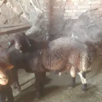 بره قوچ هیترو