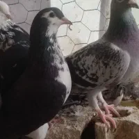 فروش چند عدد کفتر|پرنده|فسا, |دیوار