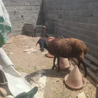 فروش گوسفند