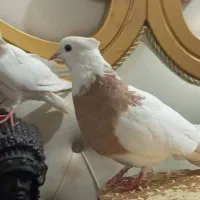 پرنده طوقی