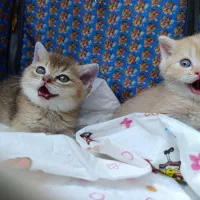 گربه نژاد دار بریتیش|گربه|زنجان, |دیوار