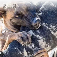 پانسیون ونگهداری  اصلاح وحمام سگ