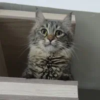 گمشده|حیوانات|مشهد, فاطمیه|دیوار