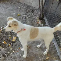 بیستی نر وماده