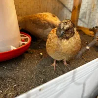 بلدرچین فروشی تازه به تخم افتادن