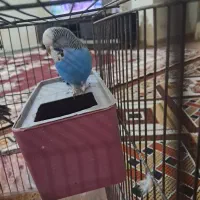 مرغ عشق انگلیسی نر