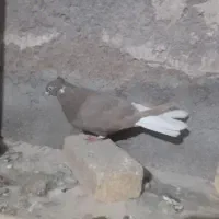 فروش کبوتر