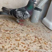 کبوتر