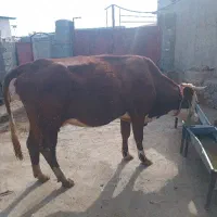 گاو فروشی