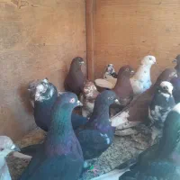 کفتر|پرنده|زارچ, |دیوار