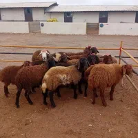۱۱عدد قوزی نر وماده  برای فروشی نگه داشتن|حیوانات مزرعه|اردبیل, |دیوار