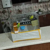 جفت مرغ عشق مولد (اماده) معاوضه با کفتر هم دارم