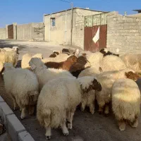 بره درحیوانات|حیوانات مزرعه|چرداول, |دیوار