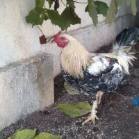 خروس محلی چهل تاج