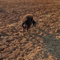 یک عدد گوسفند چال