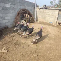 فروش بوقلمون|حیوانات مزرعه|ضیابر, |دیوار