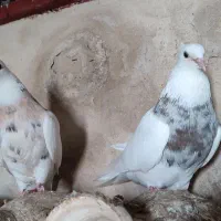 طوقی عروس هلندی|پرنده|لامرد, |دیوار