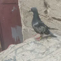 کبوتر مگس