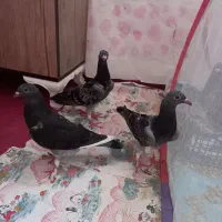 سه عدد کفتر خانگی