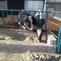 گاو|حیوانات مزرعه|جونقان, |دیوار