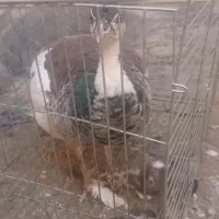 طاووس یک سال و نیم|پرنده|بروجرد, |دیوار