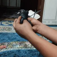 کبوتراشعل  دم‌سفید ماده درشت کشیده