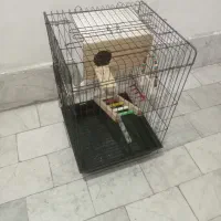 قفس