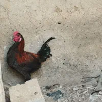 خروس محلی|حیوانات مزرعه|بندرعباس, |دیوار