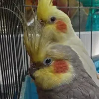 یک جفت عروس کار داده|پرنده|سبزوار, باهنر|دیوار