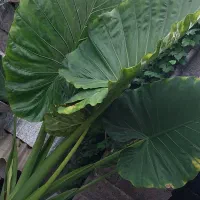 گل بابا ادم