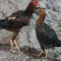 تعدادی مرغ و خروس لاری تاج مهر ۷ ماهه ۴ دانگ|حیوانات مزرعه|مشگین شهر, |دیوار