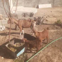 بزوکره دورگ