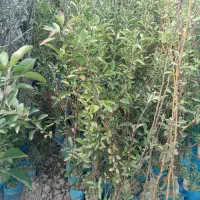 نهال انگور موسکات/ اتم رویال / موندراپ