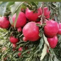 پاییز نهال|خدمات باغبانی و درختکاری|یزد, |دیوار