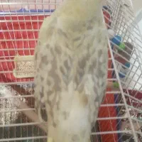 جوجه عروس هلندی