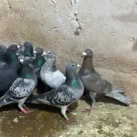 کفتر پلاکی زد خوردی|پرنده|شیراز, شهرک قمشه|دیوار