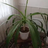 گل با گلدان