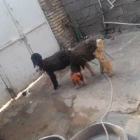 بره گوسفند قیمت مقطوع مقطوع