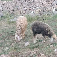 میش بره