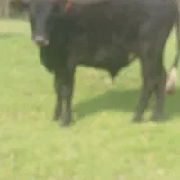 دوراس ورزاکوله سیمین تال وچالوسی|حیوانات مزرعه|آستانه اشرفیه, |دیوار