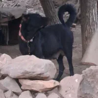واگذاری ماده قره قد ۷۸ دوساله به زمانت توله دهی