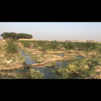 یک ساعت آب و باغ پسته فروشی روستای سیوکی|فروش دفتر صنعتی، کشاورزی، تجاری|تربت‌حیدریه, پائین ولایت|دیوار