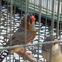 فنچ کاکولی|پرنده|خرم‌آباد, |دیوار