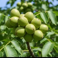 زرشک انارگردوبادام گیلاس شلیل ارش