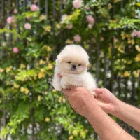 سگ فنجونی تیکاپ سایز و گربه