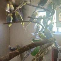 مرغ عشق رنگین کمانی رینبو مولد اورجینال|پرنده|بوکان, |دیوار